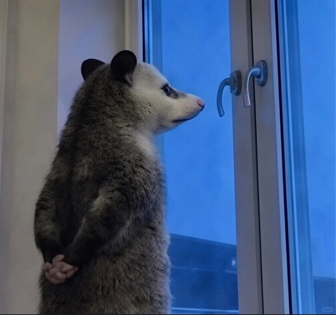 背手负鼠 — Hands-Behind-Back Possum Chinese internet meme