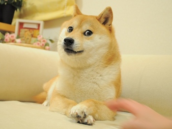 狗头/Doge