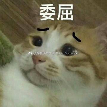 委屈猫猫
